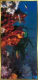 Scuba diver