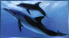 Dolphins