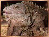 iguana